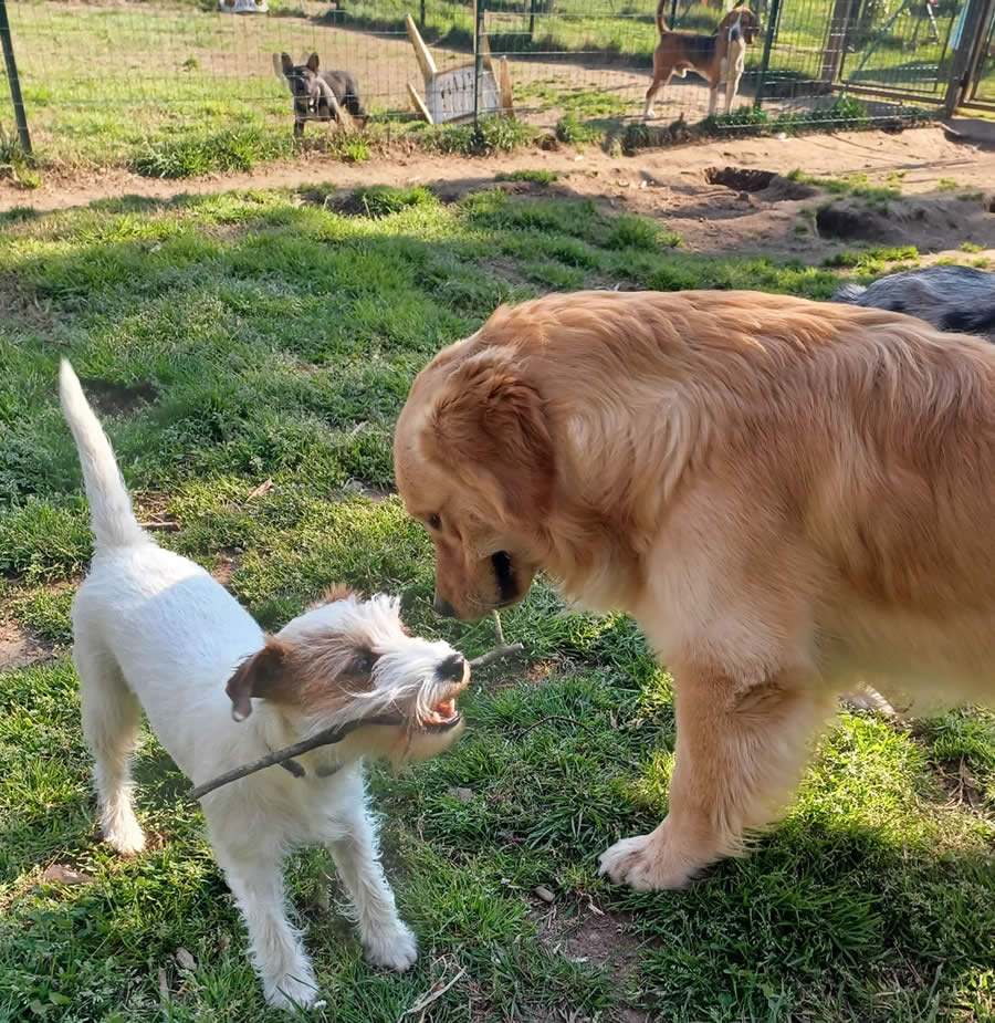 A Casa di Pluto Asilo per Cani lago Maggiore Novara: preventivo, offerta, prezzo
